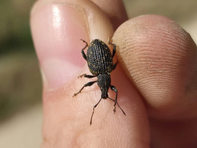 Otiorhynchus sulcatus - szálkás gyalogormányos