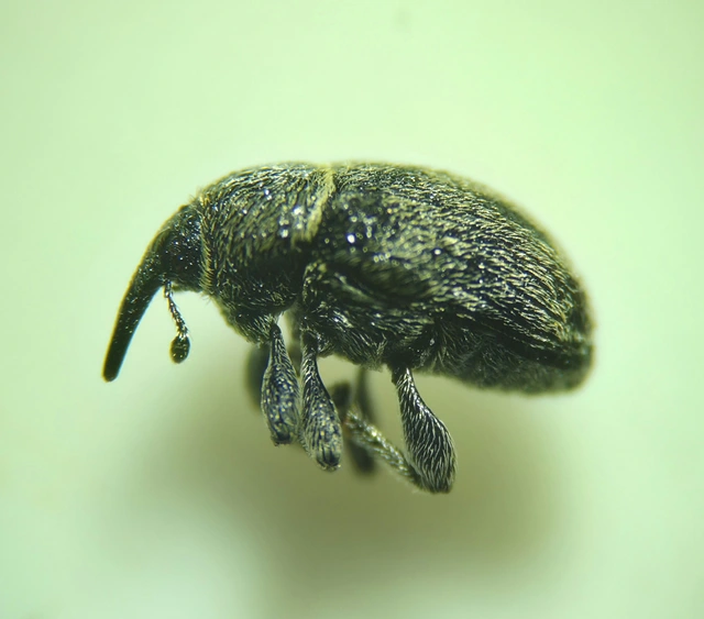 Rhinusa tetra - magtoklakó ökörfarkkóró-ormányos