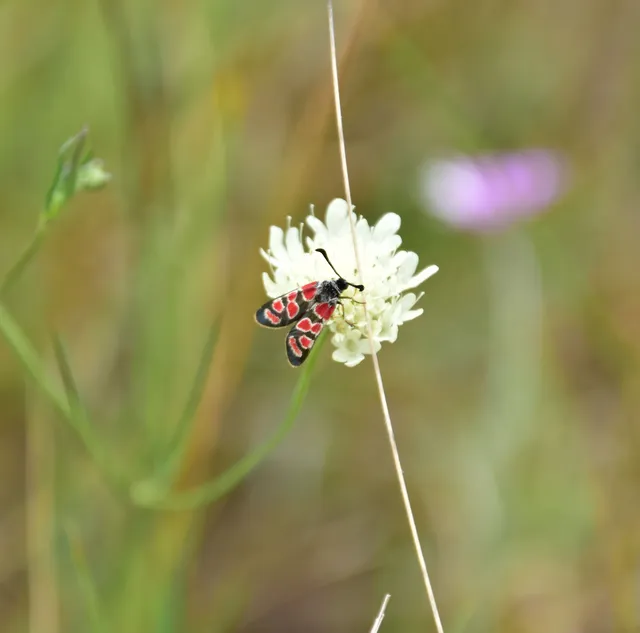 Zygaena carniolica - fehérgyűrűs csüngőlepke