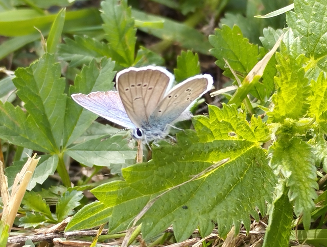 Cyaniris semiargus - aprószemes boglárka