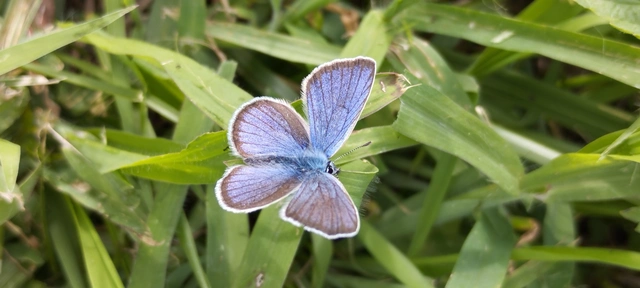 Cyaniris semiargus - aprószemes boglárka