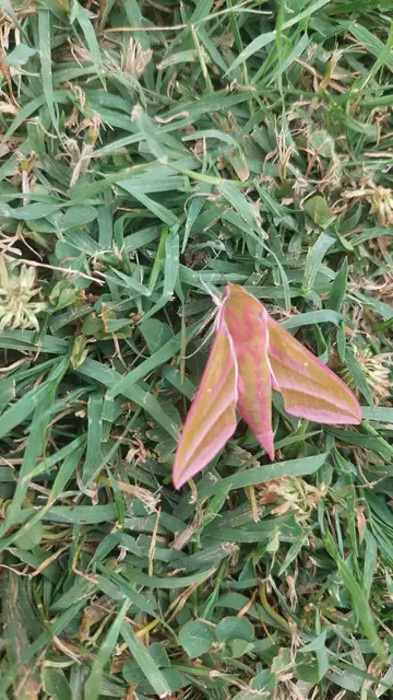 Deilephila elpenor - szőlőszender