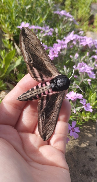Sphinx ligustri - fagyalszender