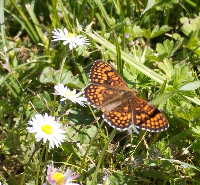 Melitaea athalia - közönséges tarkalepke