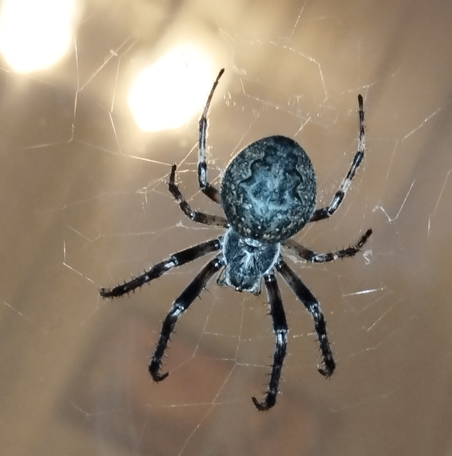 Nuctenea umbratica - közönséges rés-keresztespók