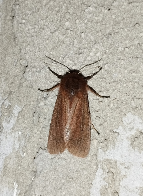 Phragmatobia fuliginosa - füstös medvelepke