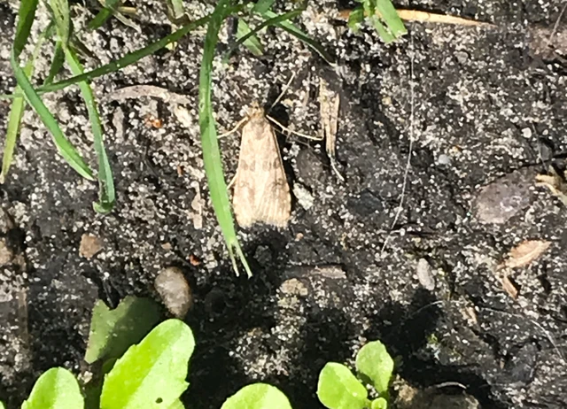 Nomophila noctuella - közönséges vándormoly