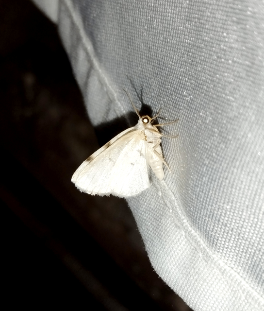Lomographa bimaculata - kétpontos fehéraraszoló