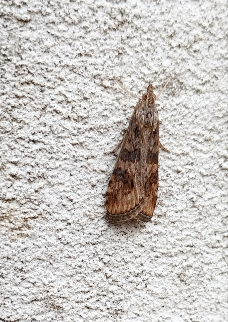 Nomophila noctuella - közönséges vándormoly