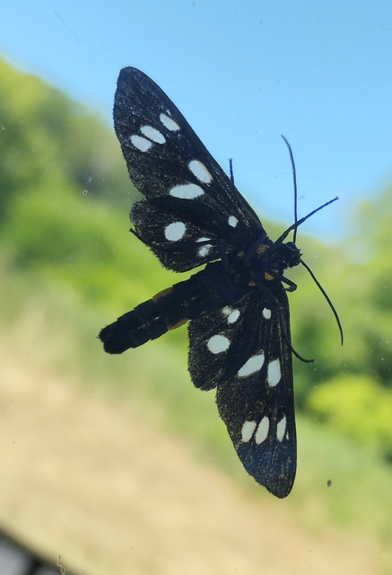 Amata phegea - fehérpettyes álcsüngőlepke