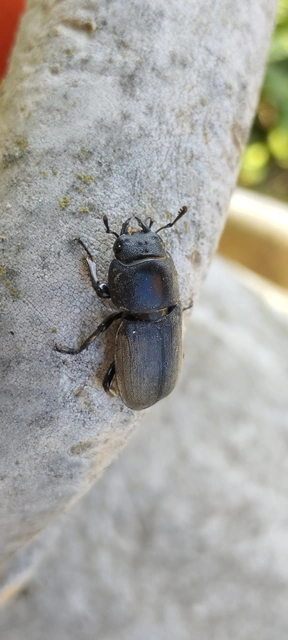 Dorcus parallelipipedus - kis szarvasbogár