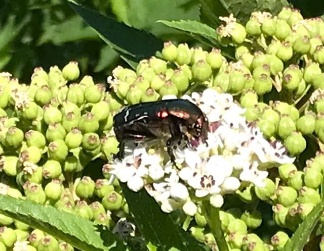 Cetonia aurata - aranyos virágbogár