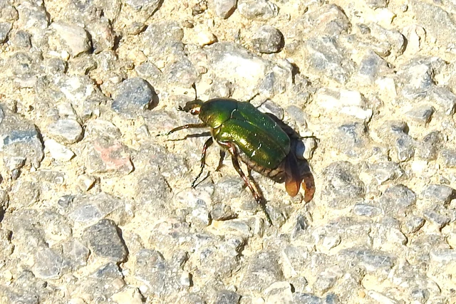 Cetonia aurata - aranyos virágbogár