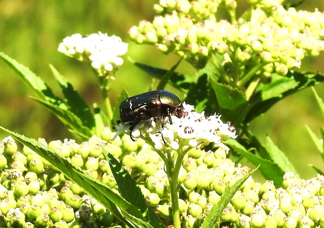 Cetonia aurata - aranyos virágbogár