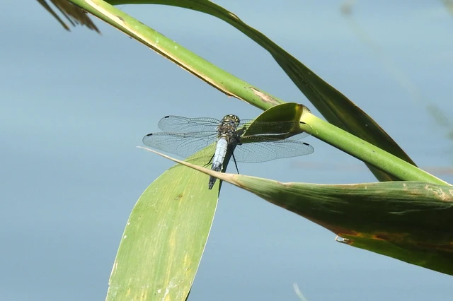 Orthetrum cancellatum - feketefarkú pásztorszitakötő