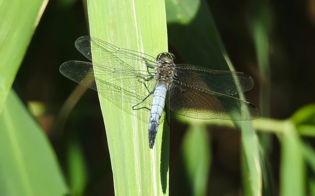 Orthetrum cancellatum - feketefarkú pásztorszitakötő
