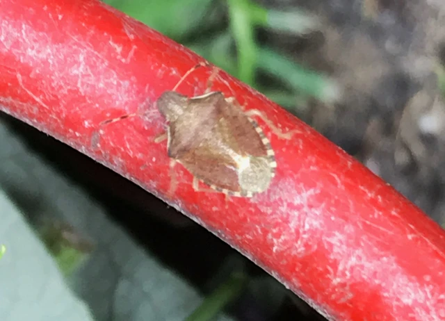 Peribalus strictus - tavaszi címerespoloska Peribalus strictus - tavaszi címerespoloska