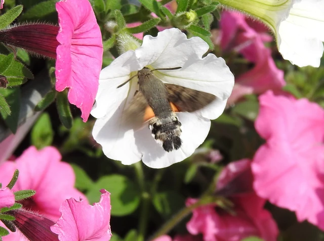 Macroglossum stellatarum - kacsafarkú szender