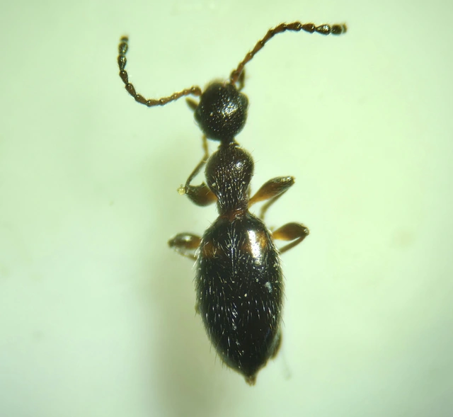 Anthelephila pedestris - hangyaszerű fürgebogár