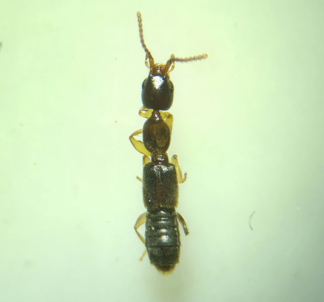 Scopaeus laevigatus - közönséges turzásholyva