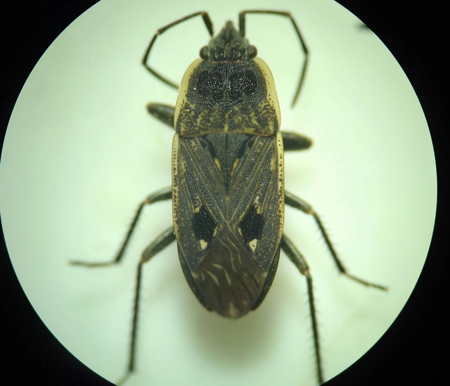 Graptopeltus lynceus - homoki díszesbodobács