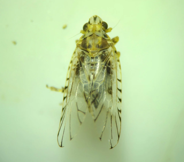 Trypetimorpha occidentalis