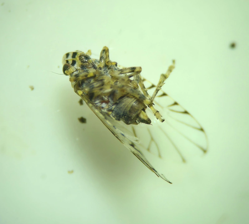 Trypetimorpha occidentalis