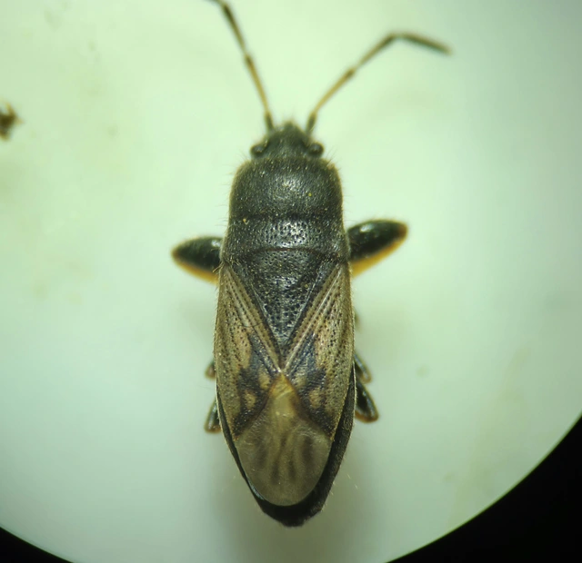 Megalonotus