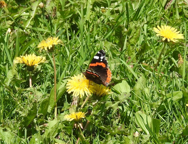 Vanessa atalanta - atalantalepke