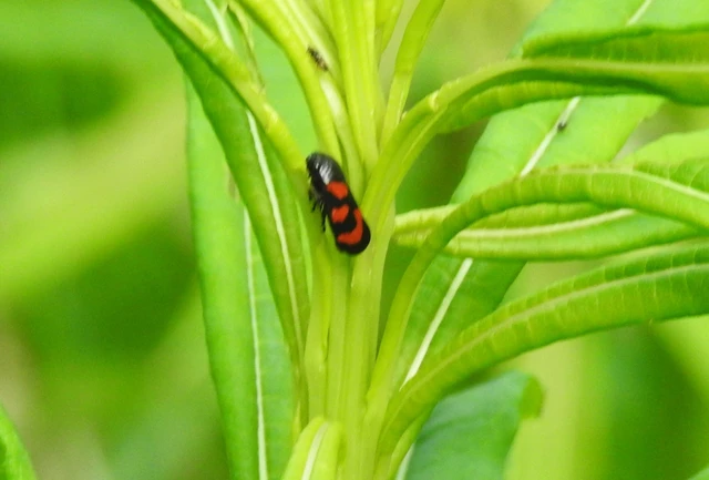 Cercopis arcuata/sanguinolenta