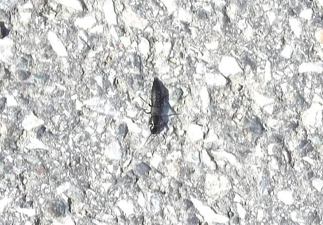 Ocypus