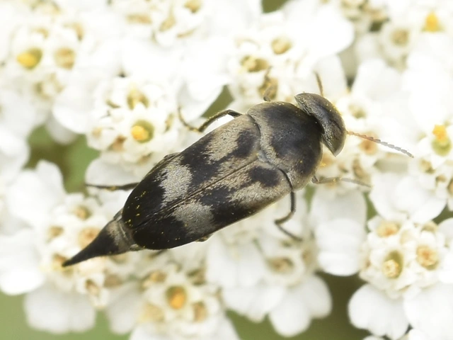 Variimorda villosa - szalagos maróka