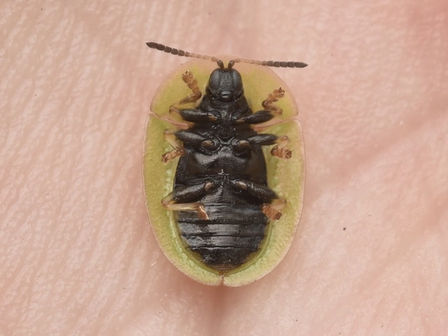Cassida rubiginosa - lapos pajzsbogár Cassida rubiginosa - lapos pajzsbogár