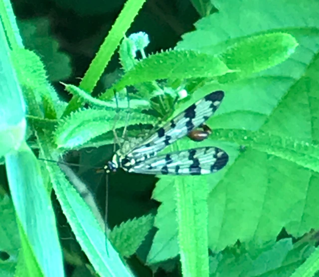 Panorpa communis/vulgaris