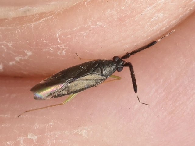 Heterotoma merioptera/planicornis