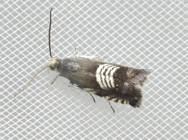Grapholita compositella - lucernahüvelymoly