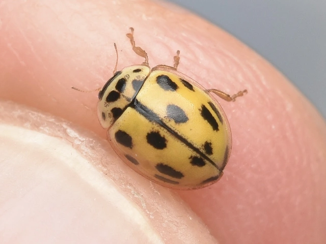 Propylea quatuordecimpunctata - tizennégypettyes füsskata