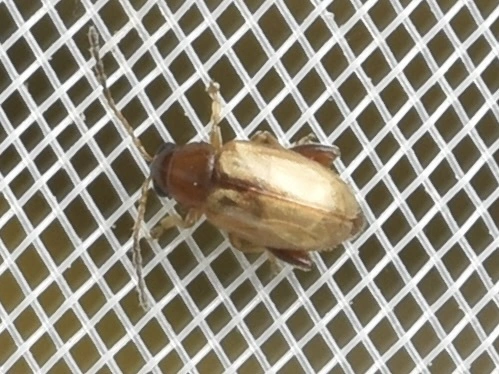 Longitarsus