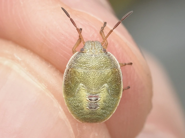 Piezodorus lituratus - bíboros címerespoloska Piezodorus lituratus - bíboros címerespoloska