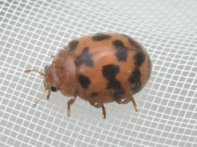 Subcoccinella vigintiquatuorpunctata - lucernaböde