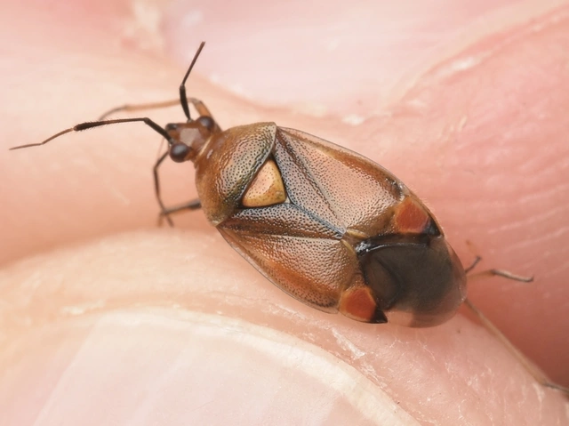 Deraeocoris ruber - vöröses mezeipoloska