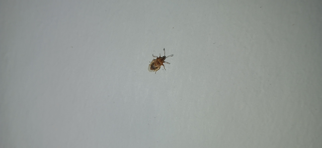 Kleidocerys resedae - nyírbodobács