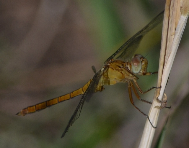 Orthetrum coerulescens - karcsú pásztorszitakötő