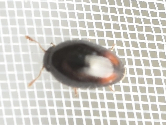 Phalacridae - kalászbogárfélék Phalacridae - kalászbogárfélék
