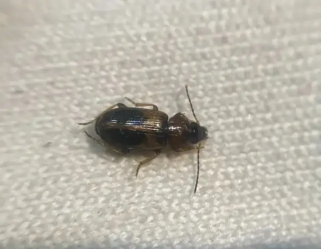 Acupalpus elegans - pompás törpefutonc