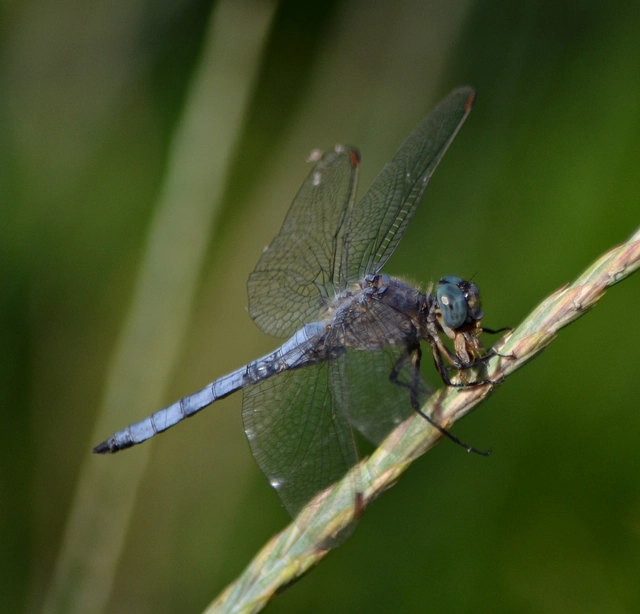 Orthetrum coerulescens - karcsú pásztorszitakötő
