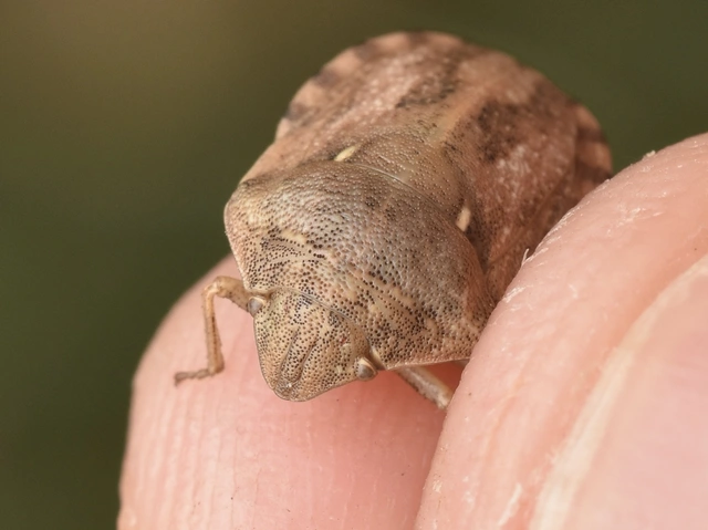 Eurygaster