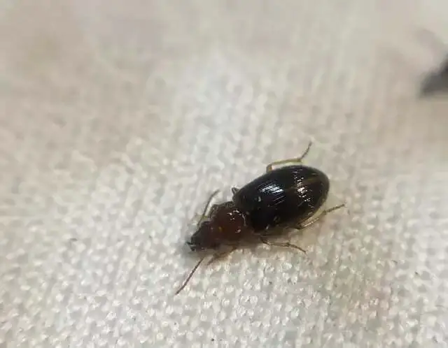 Bradycellus harpalinus - szárnyas rétfutonc