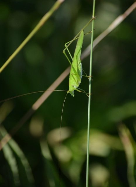 Phaneroptera falcata - zöld repülőszöcske Phaneroptera falcata - zöld repülőszöcske