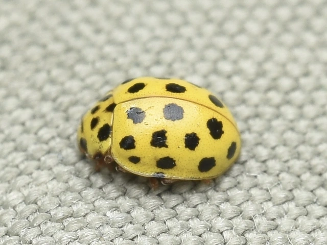 Psyllobora vigintiduopunctata - huszonkétpettyes katica